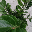Zamiokulkas Zamiifolia XL 110cm
