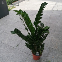 Zamiokulkas Zamiifolia XL 110cm