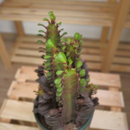 Euphorbia Rubra Wilczomlecz