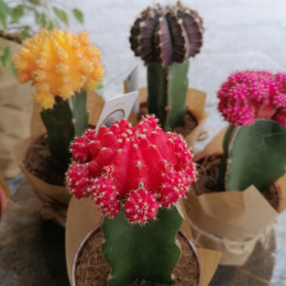Gymnokalycium kwitnące kaktus