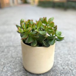 Crassula Grubosz Drzewko szczęścia