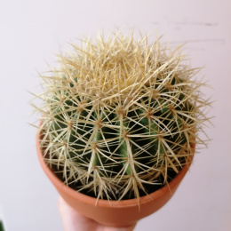 Echonocactus Kaktus fotel teściowej w donicy ceramicznej