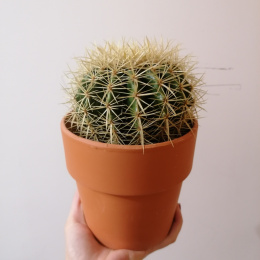 Echonocactus Kaktus fotel teściowej w donicy ceramicznej