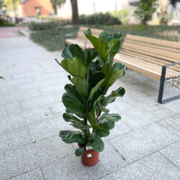 Ficus Lyrata 150cm