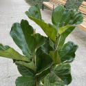 Ficus Lyrata 150cm