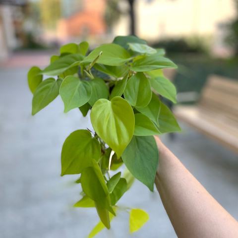 Filodendron Scandens Lemon Lime