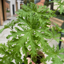 Geranium Anginka