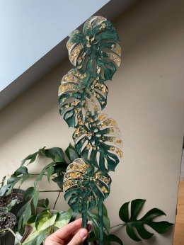 Podpórka do roślin liść monstery zielona ze złotą folią