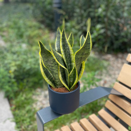 Sansevieria trifasciata Fire